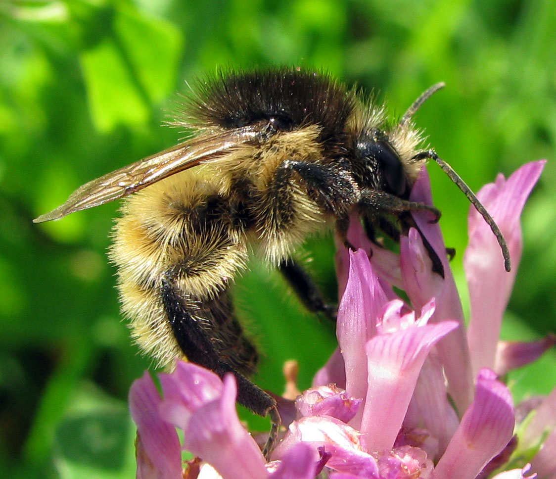 Bombus da identificare (per quanto possibile)